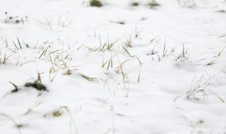 Прогноза за времето днес, 26 януари: Обилни снеговалежи, дъжд над Североизтока