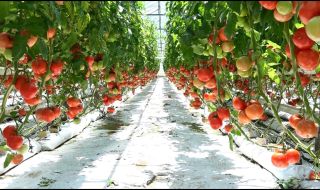 Втора поредна седмица се покачват цените на храните на едро