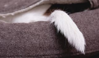 Как стресът на човека се отразява на неговия домашен любимец?