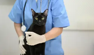 Домашна котка откри нов щам на вирус, заразяващ животните