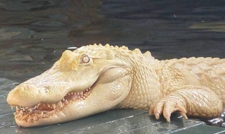 Алигатор албинос в резерват във Флорида