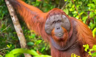 Учени наблюдаваха как орангутан лекува рана на лицето си с листа от лечебно растение (ВИДЕО)