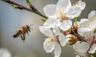Изследване показа, че и цветята имат "биологичен часовник"