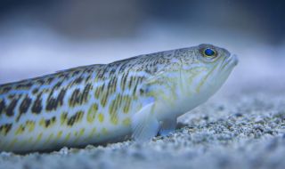 В Созопол хванаха най-отровната риба в Черно море (ВИДЕО)