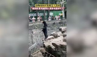 Хора, облечени в мечешки костюми? Китайски зоопарк отговори на спекулациите (ВИДЕО)