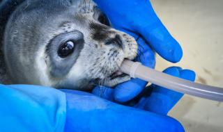 Десетки тюлени са намерени мъртви край Аляска