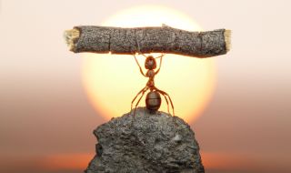 Учени предупреждават: Мравките няма да успеят да се адаптират към високите температури