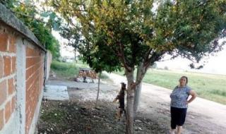Жена обеси куче на дърво в Раковски