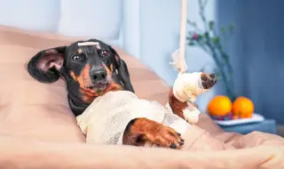 В Италия вече може да си вземеш болничен за домашен любимец