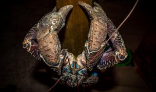 За какво си говорят по време на секс чудовищните кокосови раци (ВИДЕО)