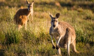 Кенгуру повали мъж, опитал се да защити децата си