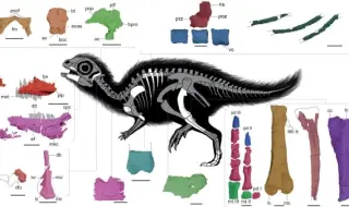 Кръстиха новооткрит динозавър в Южна Корея на анимационен герой (ВИДЕО)