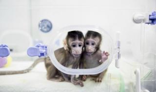 В Китай клонираха маймуни