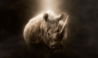 Атомни технологии спират бракониерството на носорози
