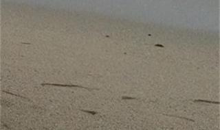 В САЩ продават пясък от Офицерския плаж във Варна
