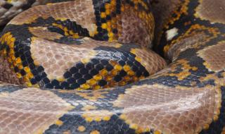 8-метров питон опита да погълне мъж, но… (ВИДЕО)