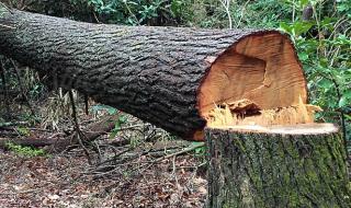 Дърво премаза 23-годишен бракониер в Ботевградско