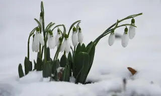 Февруари ни носи сняг