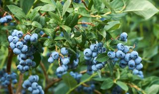 Мъжете в Карелия се спасяват от мобилизация с бране на боровинки