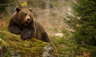 Най-старата мечка в парк Белица не може да заспи зимен сън 