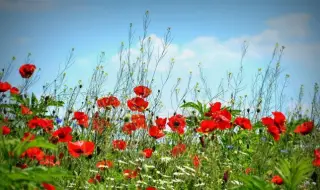 Weather today, forecast for Monday, June 9: Remains sunny with high temperatures 