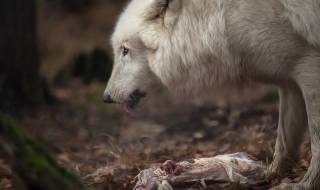 Кратка история за благодарността