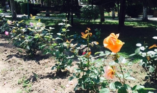 Подариха дървета срещу чували със смет