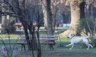Зверско нападение на куче в Пловдив