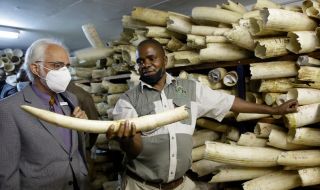 Доживотен затвор за търговец на слонова кост
