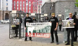 Активисти в клетки протестираха пред парламента в защита на телетата