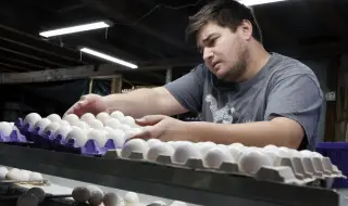 European country refuses to supply chicken eggs to US 