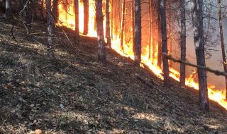 Горят 100 декара борова гора в Родопите край Югово