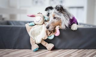 Ето защо кучетата са толкова дружелюбни