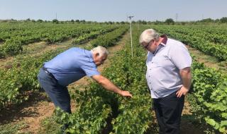 1900 сорта лозя пазят в Плевен