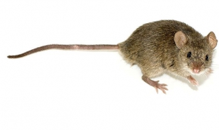 Мишка в попарата на дете в инфекциозна болница