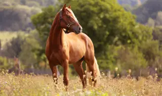 A horse caused an accident with a bus carrying children 