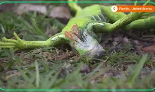 Игуани започнаха да падат от дърветата в щата Флорида