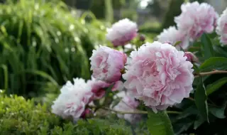 Weather today, forecast for Saturday, May 30: Sunny morning, temporary increases in cloudiness in the afternoon 