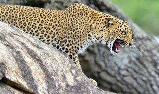 Индийка пребори разярен леопард с голи ръце