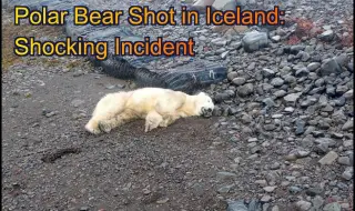 The first polar bear seen in Iceland since 2016 has been shot 