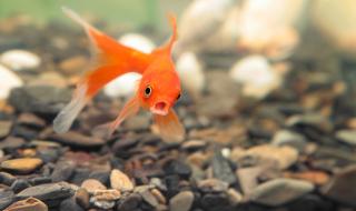 Златните рибки правят алкохол за зимата