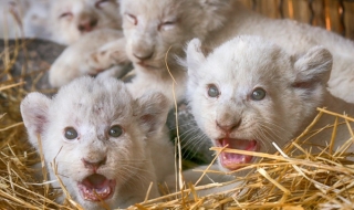 Украински зоопарк се похвали с пет бели лъвчета