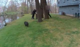 Полицаи преследваха прасе 45 минути (ВИДЕО)