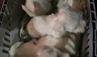 Спряха незаконен транспорт на кученца в Кресна