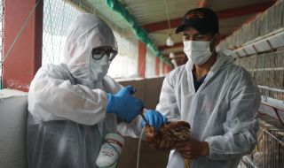 Световните организации: Има опасност от разпространение на птичи грип сред хората