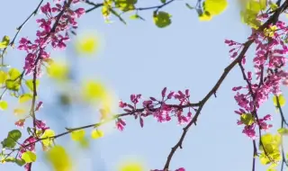 Времето днес, прогноза за петък, 2 май: Слънчево, следобед на места в Западна и Централна България ще превали и прегърми