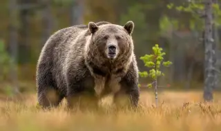 Мъж уплаши мечка с рев и махане с ръце
