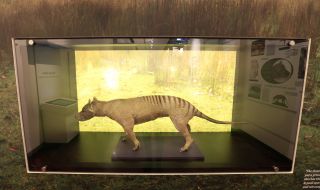 Учени извлякоха РНК от тасманийски тигър, изчезнал преди близо 90 години (ВИДЕО)