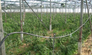 ГДБОП разби оранжерия за марихуана в Пазарджишко