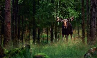 Ранен лос отмъсти на ловеца, стрелял по него